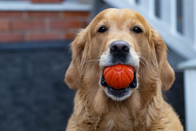 金毛猎犬狗直视镜头 金毛猎犬 拉布拉多犬在他家附近的街道上玩球 牙齿里叼着玩具拉布拉多金毛猎犬狗户外