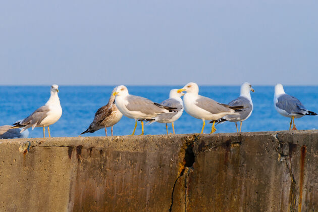 海滩一群海鸥在混凝土防波堤上水不同意朋友