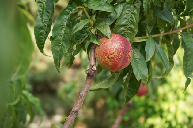 收获树上成熟的苹果我国的天然产品豪斯多汁把成熟的苹果放在树枝上蔬菜叶花园