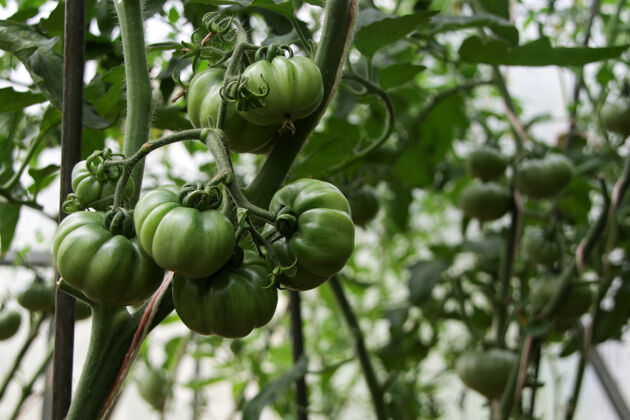 农业未成熟蔬菜.绿色温室番茄 特写 选择性专注成长有机茄属植物饮食番茄菜园