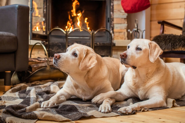 黄金一对金色的拉布拉多猎犬躺在乡间壁炉前的毯子上毯子家庭休息