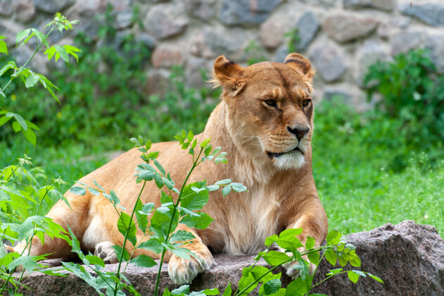 猎人母狮在草地上放松的画像动物园大猫狮子