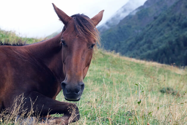 动物午饭后马在草地上休息草风景马