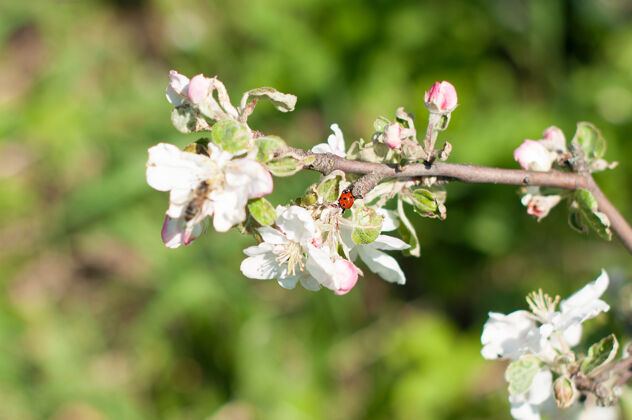 生长春天花园里白苹果树上的瓢虫户外植物农场