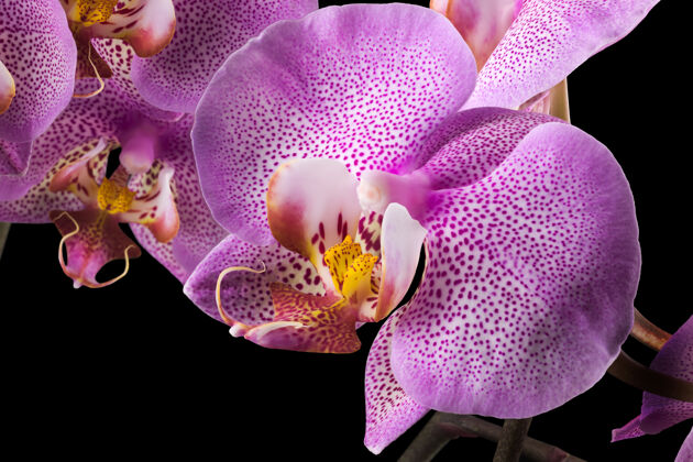 有机极端特写粉红色蝴蝶兰或飞蛾兰科兰花从家庭隔离植物花卉花卉