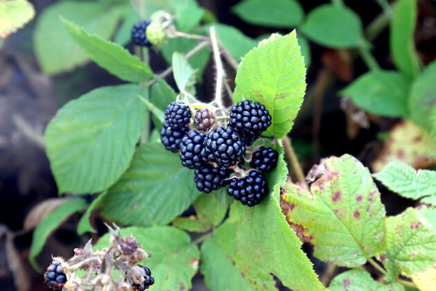 新鲜灌木丛里有一堆黑莓营养黑莓天然