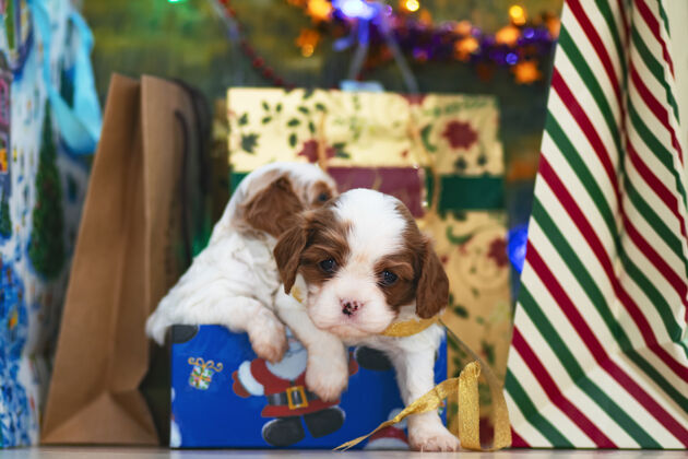 动物小狗 小猎犬骑士查尔斯国王猎犬圣诞树旁 明信片节日邮政同伴