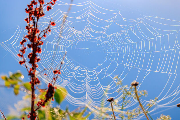 网在蓝天下的植物背景上挂着露珠的蜘蛛网水滴雨滴纹理