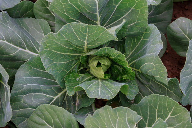 生的白卷心菜生长在有机蔬菜上农场白菜菲尔德格林花园里的卷心菜维生素田地幼嫩