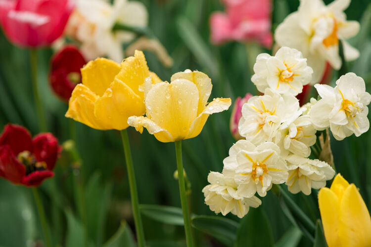 花束郁金香花在一个模糊的背景自然·春天背景花草地美丽