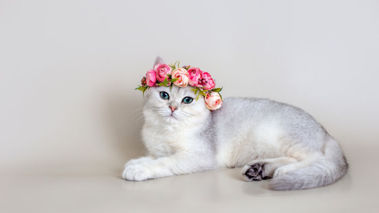 猫美丽的灰色猫在粉红色的花冠躺在灰色的表面可爱搞笑谎言