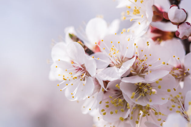 叶柔和的花朵背景配上芬芳的樱桃花 选择性聚焦香气花樱桃