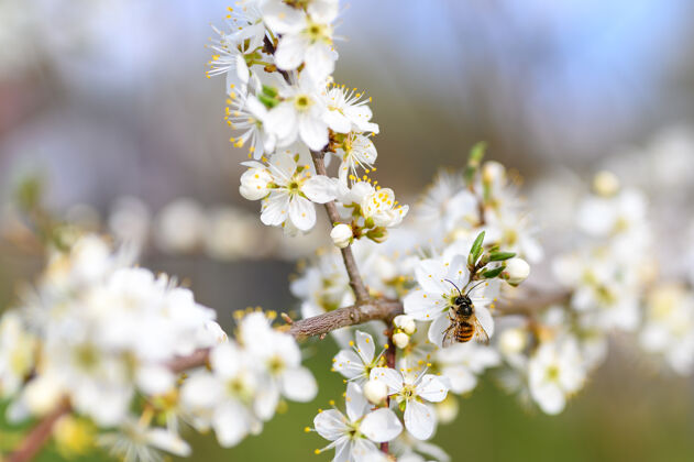小枝李子在大自然的早春开白花地面时间野生