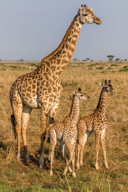 荒野长颈鹿穿过肯尼亚的草原条纹草地自然