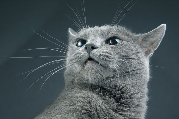 肖像一只美丽的灰猫在黑暗中的工作室肖像背景.pet哺乳动物捕食者哺乳动物宠物猫