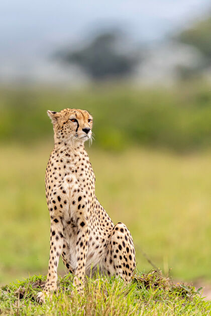 动物马赛马拉国家保护区的猎豹非洲野生动物肯尼亚