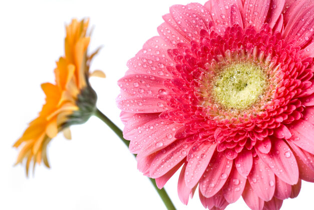 滴粉红色的雏菊非洲菊与水滴隔离在白色宏开花雏菊