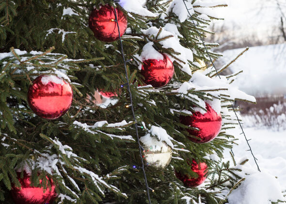 树雪白云杉上的红金球冬天装饰霜冻