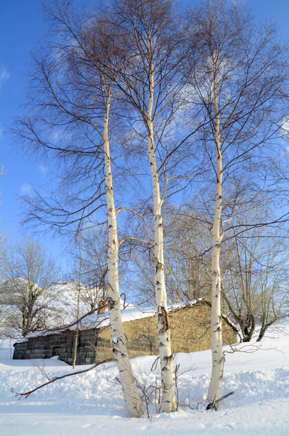 宁静在帕斯山谷 一些桦树生长在一个被雪覆盖的小屋旁边户外寒冷自然
