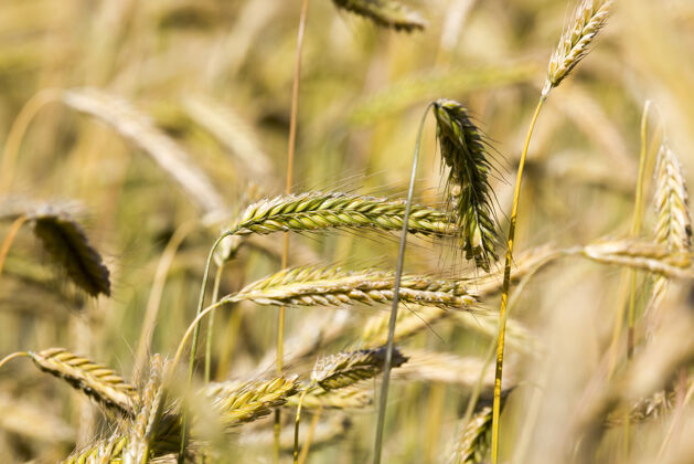 黑麦金色的谷类已经成熟 可以收割了乡村膳食农场