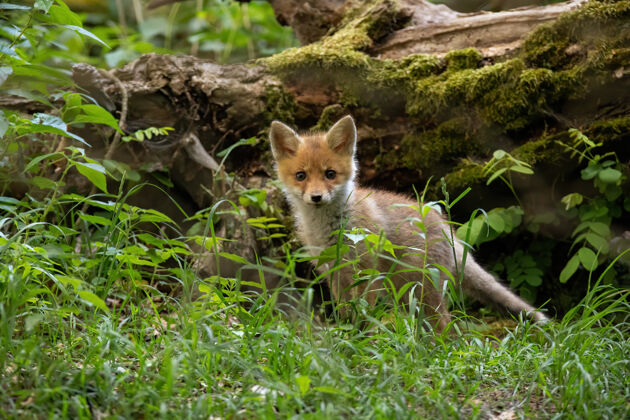 看小红狐幼崽站在夏日大自然的森林里宝贝狐狸大自然