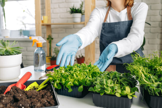 营养无法辨认的园丁在室内近距离种植微绿色植物花园植物食物