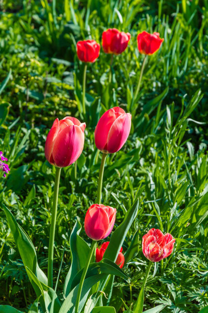 野花美丽的郁金香草地在春天的花园 选择性的重点花朵花白天