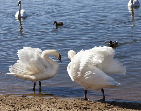 环境春天湖边的一对天鹅动物金色自然