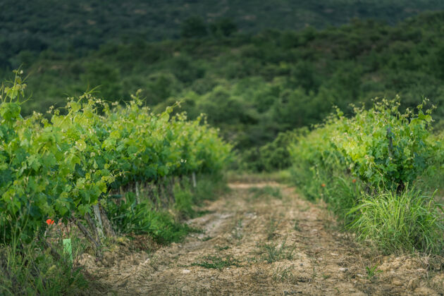 农场葡萄园排在西班牙的惠斯卡省田地葡萄园葡萄栽培