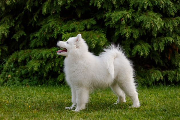 教育一只白色的萨莫耶德哈士奇小狗站在绿草架上萨摩耶小狗健康