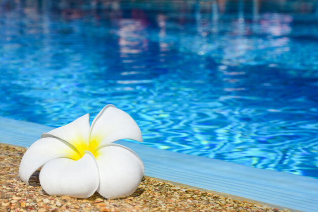 热带蓝色室外游泳池边上的鸡蛋花夏季酒店异国情调