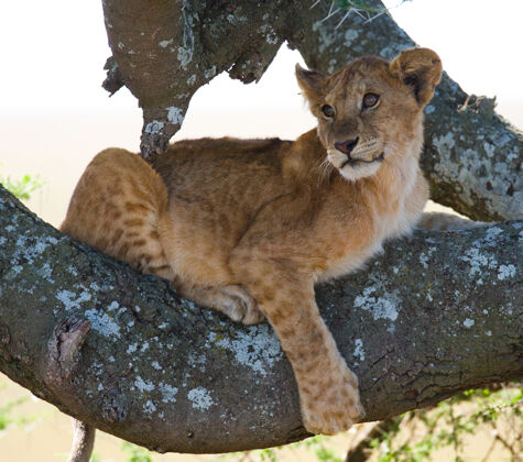 大自然年轻的狮子树.国家肯尼亚坦桑尼亚公园马赛先生塞伦盖蒂.!大自然 动物 狮子 非洲 野生动物园 野生动物 野兽 大草原 动物群 捕食者 坦桑尼亚 国家公园 哺乳动物