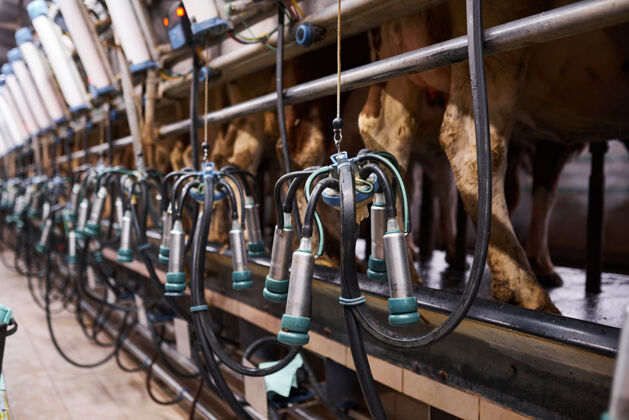 机器奶牛场的挤奶机 特写动物生产乳制品