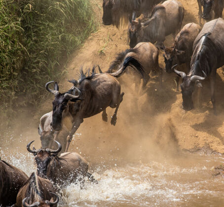 野生动物牛羚正在跳进马拉河牧群稀树草原非洲动物