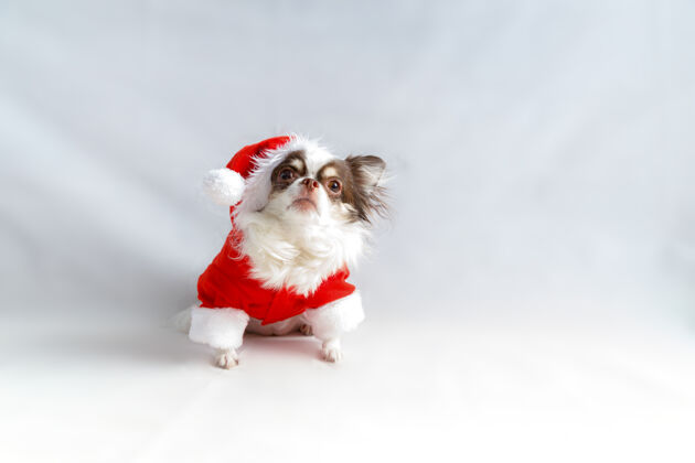 庆祝奇瓦瓦狗穿着红色圣诞老人服装 看着我摄像头隔离白色背景大眼睛问候纯