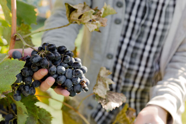 葡萄园男人在葡萄树上摘下一束成熟的黑葡萄男人们用手摘下秋天的葡萄 准备在葡萄园里酿酒葡萄酒赤霞珠制造