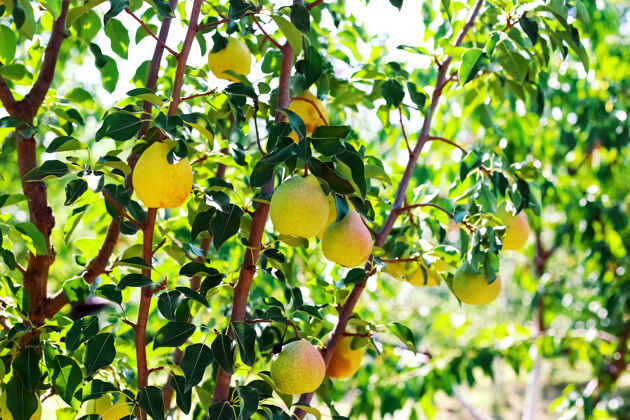 收获阳光下的梨树在花园里梨子丰收了树枝刷新梨