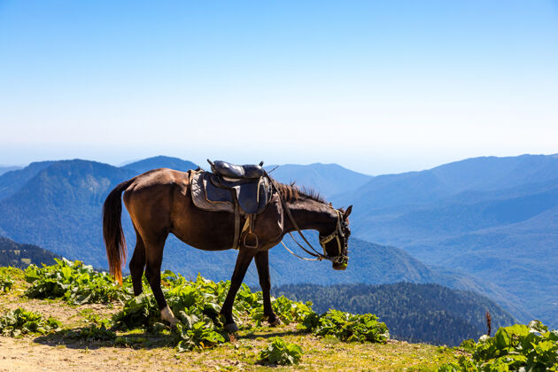 马在阳光明媚的夏日 带着马鞍的马在山上吃草大自然天空风景