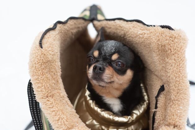 小吉娃娃狗在一个袋子里冬天吉娃娃放在狗的提包里冬天吉娃娃穿着衣服狗小狗品种