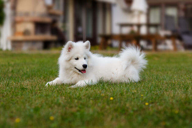 动物白色小狗萨莫耶德哈士奇躺在绿色的草坪上狗小狗听