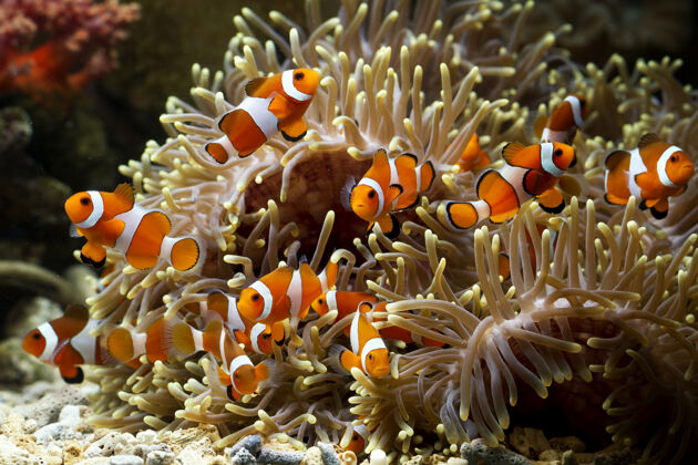 水生可爱的海葵鱼在珊瑚礁上嬉戏 美丽的彩色小丑鱼在珊瑚礁上嬉戏鱼水海