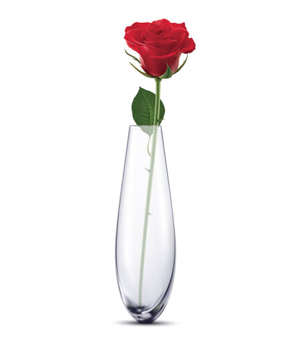 花瓶白色花瓶里的玫瑰 与世隔绝现实花花