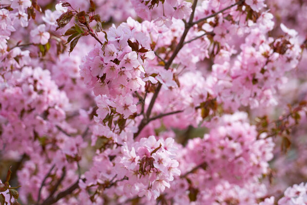 自然盛开的樱花作为春天的自然背景水果果园宏