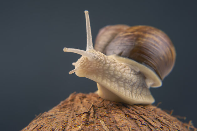 美味椰子上的葡萄蜗牛软体动物还有无脊椎动物小闪亮粘性