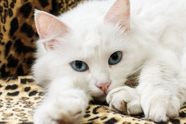 可爱美丽的白色毛茸茸的猫和蓝色的眼睛放松在沙发上哺乳动物爱早晨