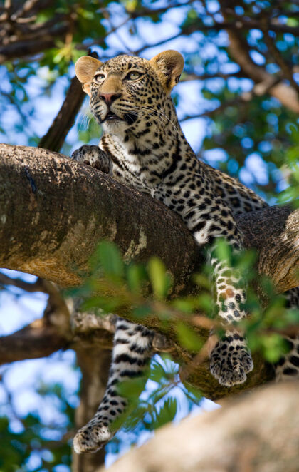 狩猎豹子躺在树上腹部哺乳动物豹