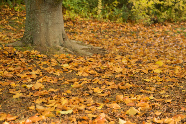 干枯秋天树附近的黄色和橙色叶子森林.自然彩色背景枫叶十一月明媚