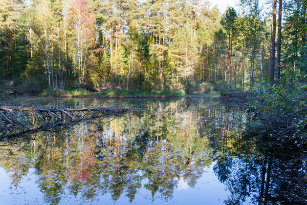 森林湖中倒影的秋林天空风景全景