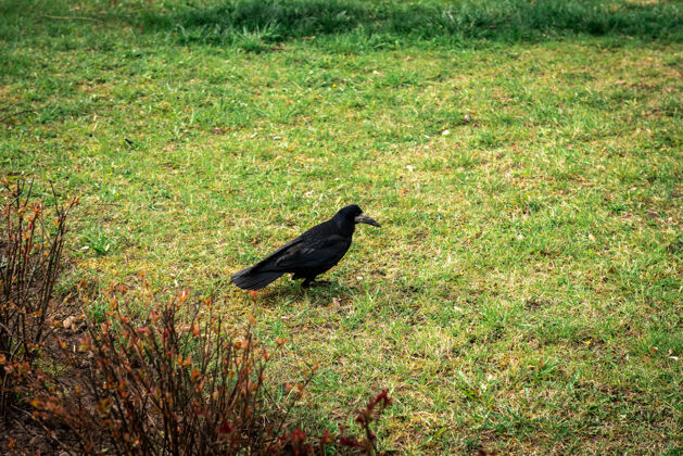 动物公园草地上的乌鸦野生花园黑鸟