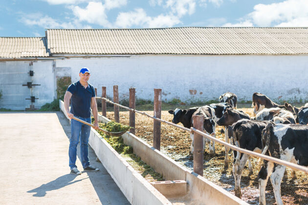 护理农夫在农场里和奶牛一起干活角人哺乳动物